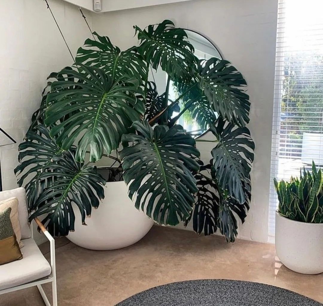 I'd let this plant take over my living room 🌿