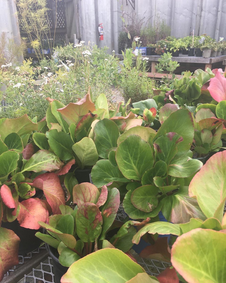 LakelandPlants's tweet photo. Heads up folks!! 
It’s SALE time! Starting today, our perennials, small fruit  bushes and fruit trees are all reduced as detailed! Come and get ‘em while stocks last!! #lakelandplantworld #dartmouth https://t.co/GluH8memfl