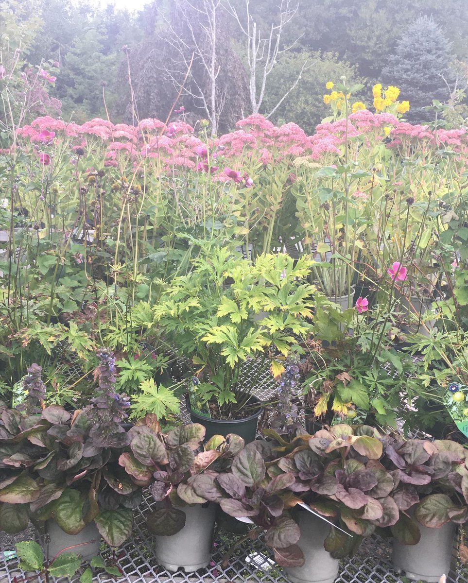 Heads up folks!! 
It’s SALE time! Starting today, our perennials, small fruit  bushes and fruit trees are all reduced as detailed! Come and get ‘em while stocks last!! #lakelandplantworld #dartmouth