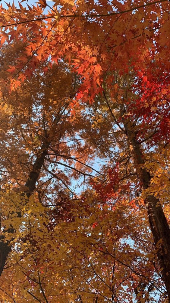 OfficialPLT's tweet photo. The best szn 🍂 🤎 https://t.co/pr6OrLkSKd