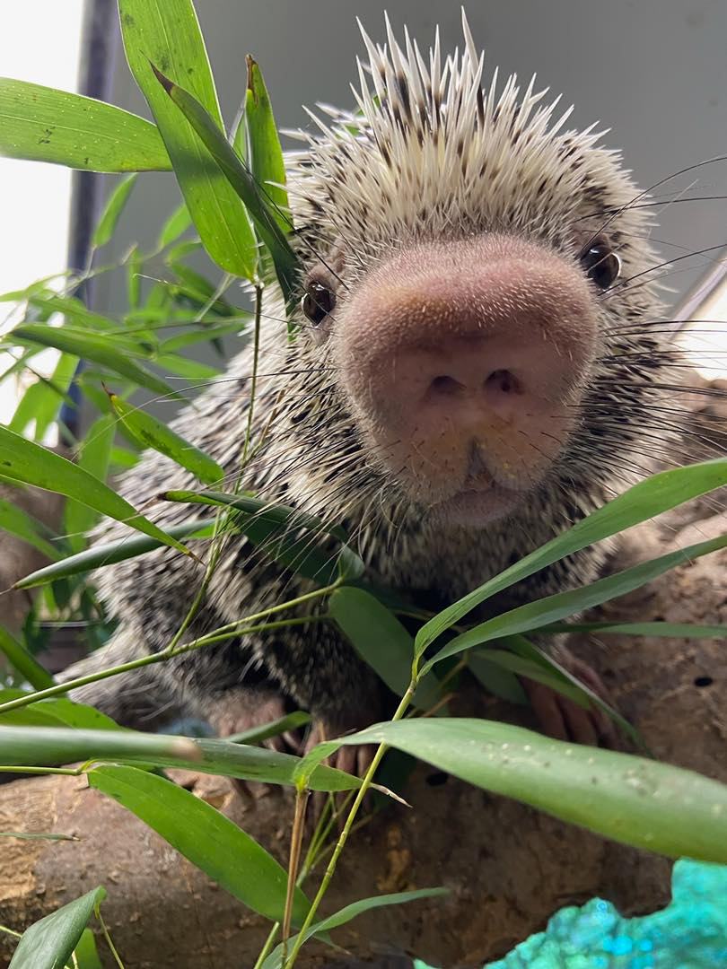 CincinnatiZoo's tweet photo. The most boop-able snoot in the animal kingdom! Who's a Rico fan? https://t.co/M5cMzFjguT