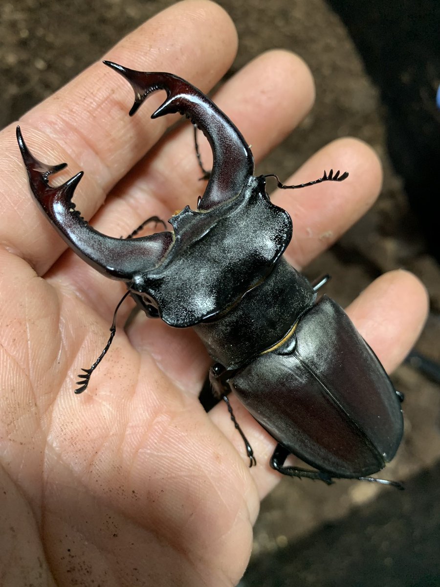 大型 フランス産 ケルブスミヤマ ♂83㎜ 標本 ミヤマクワガタ