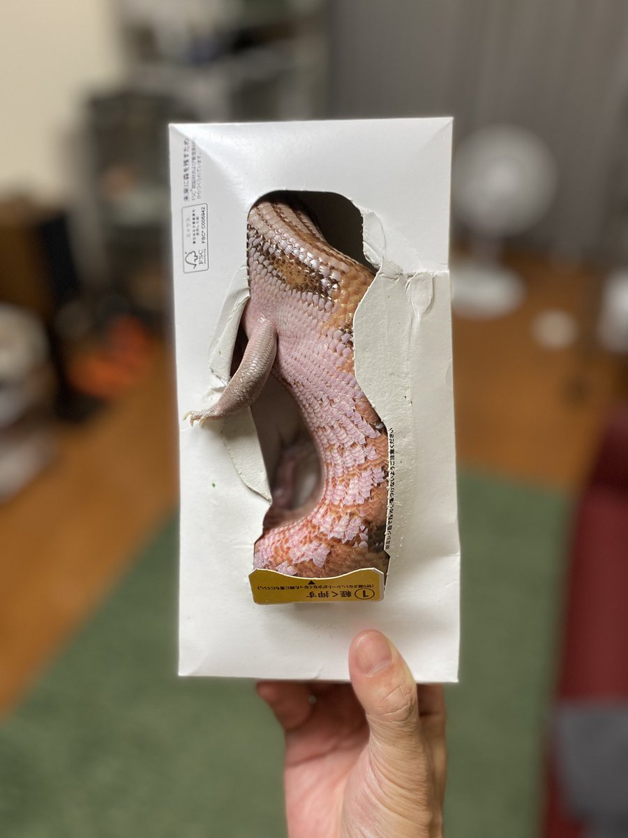 相変わらずティッシュの箱がお好きなようで🤣

#アオジタトカゲ
#キタアオジタトカゲ