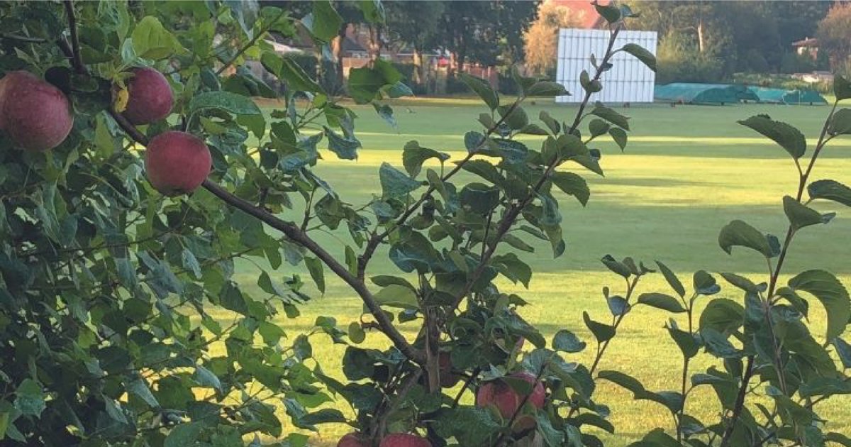 UKSportsAsso's tweet photo. UK sports clubs boost biodiversity by letting nature go wild on their grounds

Across the UK, sports clubs are starting to do their bit for biodiversity, forgoing the urge to cut back and tidy, and allowing nature to take over.

https://t.co/CdvDqL8k3B
https://t.co/nhyqWtnnmO https://t.co/0qheQs5Clp