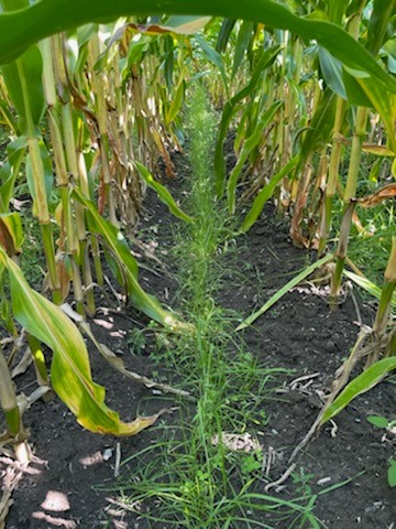 DLFCAN's tweet image. Here are some great success photos from Ferme Olivier Lépine, in Saint-Alexis de Montcalm, Québec taken by our Western Québec Sales Manager; Brigitte Lapierre! This is a great example of #interseeding, with a ryegrass crop interseeded into corn. Contact a #DLF rep for more info!