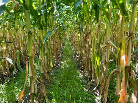 DLFCAN's tweet image. Here are some great success photos from Ferme Olivier Lépine, in Saint-Alexis de Montcalm, Québec taken by our Western Québec Sales Manager; Brigitte Lapierre! This is a great example of #interseeding, with a ryegrass crop interseeded into corn. Contact a #DLF rep for more info!