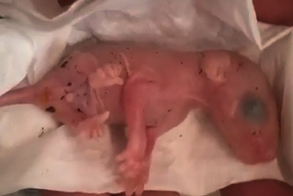 MissT2020's tweet photo. For too long our environment has suffered, we are watching helplessly as all around Australia our precious native animals and prime habitat is destroyed. Environmental laws are weak. Infrastructure and Development always win. @tanya_plibersek Why?#savegelorupcorridor https://t.co/BqUtLUl6oQ