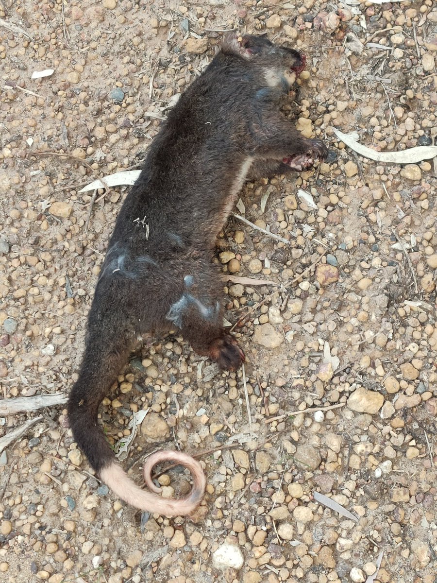 MissT2020's tweet photo. For too long our environment has suffered, we are watching helplessly as all around Australia our precious native animals and prime habitat is destroyed. Environmental laws are weak. Infrastructure and Development always win. @tanya_plibersek Why?#savegelorupcorridor https://t.co/BqUtLUl6oQ