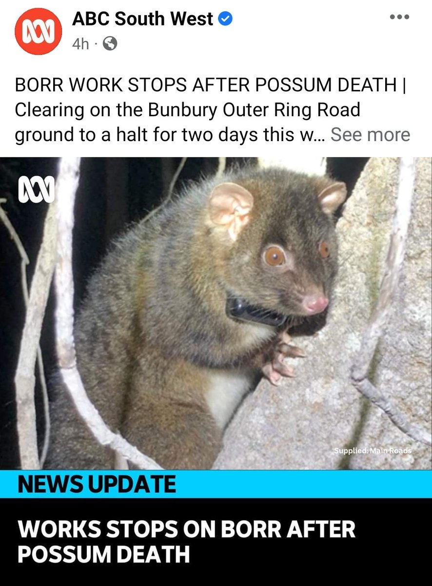 MissT2020's tweet photo. For too long our environment has suffered, we are watching helplessly as all around Australia our precious native animals and prime habitat is destroyed. Environmental laws are weak. Infrastructure and Development always win. @tanya_plibersek Why?#savegelorupcorridor https://t.co/BqUtLUl6oQ