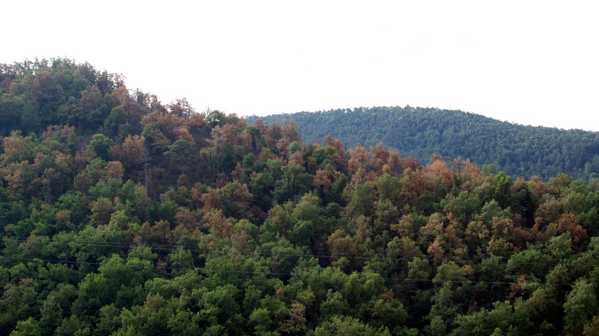 AlertaForestal's tweet photo. Entre #Montesquiu i les #Lloses, a cavall entre les comarques d'#Osona i el #Ripollès, entre les províncies de #Barcelona i #Girona, hi ha la colònia tèxtil de la Farga de Bebié 🧵🏭
Durant aquesta època, els #boscos que la rodegen solien ser completament verds... #Sequera 💔 https://t.co/NaDLRXnYZZ