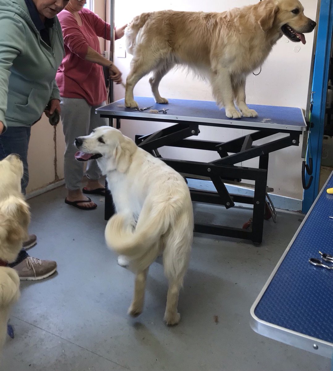 ⁦<a href="/YounyLinda/">LindaY</a>⁩ 
Wee grooming lesson. 
Daisy &amp; Lily watching Lily’s dad Shay having a quick trim.