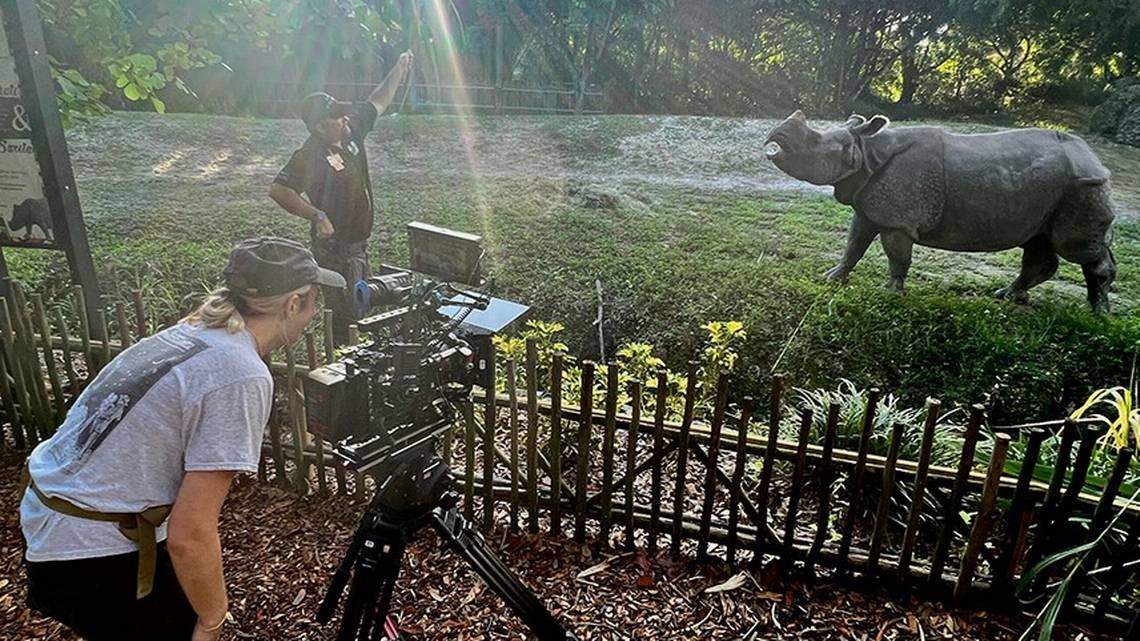 filmmiami_'s tweet photo. A Miami-Dade rhino has a starring role in a new movie. Akuti, a one-horned rhino at Zoo Miami is under the lights as she films her co-starring performance.
@ZooMiami #FilMiami #FilmedInMiamiDade @MiamiDadeRER @MiamiDadeCounty #ZooMiami
https://t.co/hgWrEPe0v9 https://t.co/IFoybWP9gT
