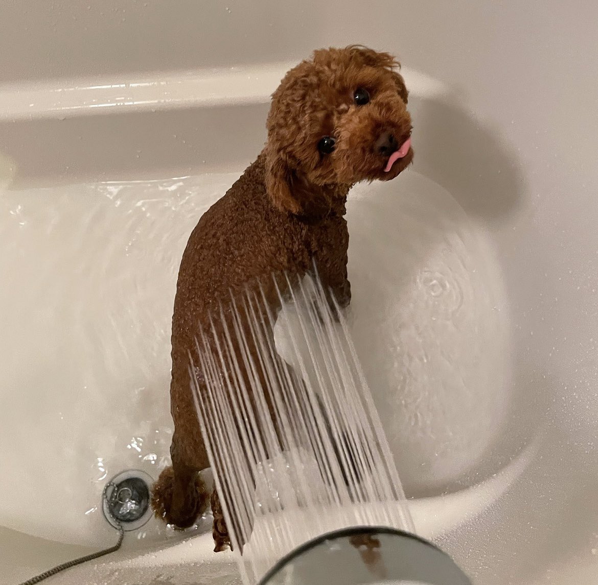 __01219's tweet photo. 生後2歳半になってお風呂が楽しくなってきた
ちゃちゃ丸🚿

#tinypoodle
#タイニープードル https://t.co/l3L0F3qDej