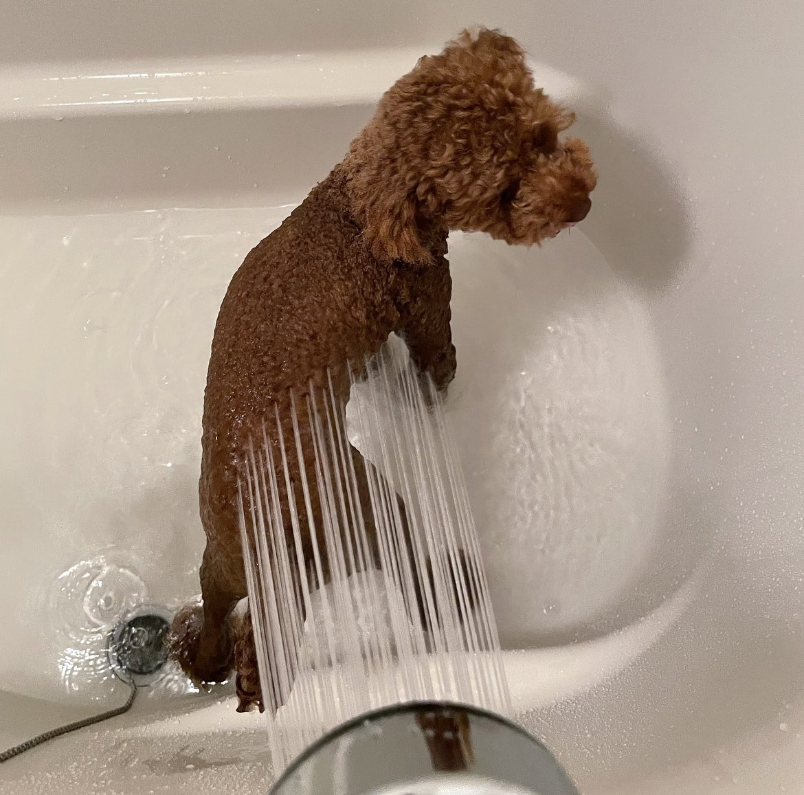 __01219's tweet photo. 生後2歳半になってお風呂が楽しくなってきた
ちゃちゃ丸🚿

#tinypoodle
#タイニープードル https://t.co/l3L0F3qDej