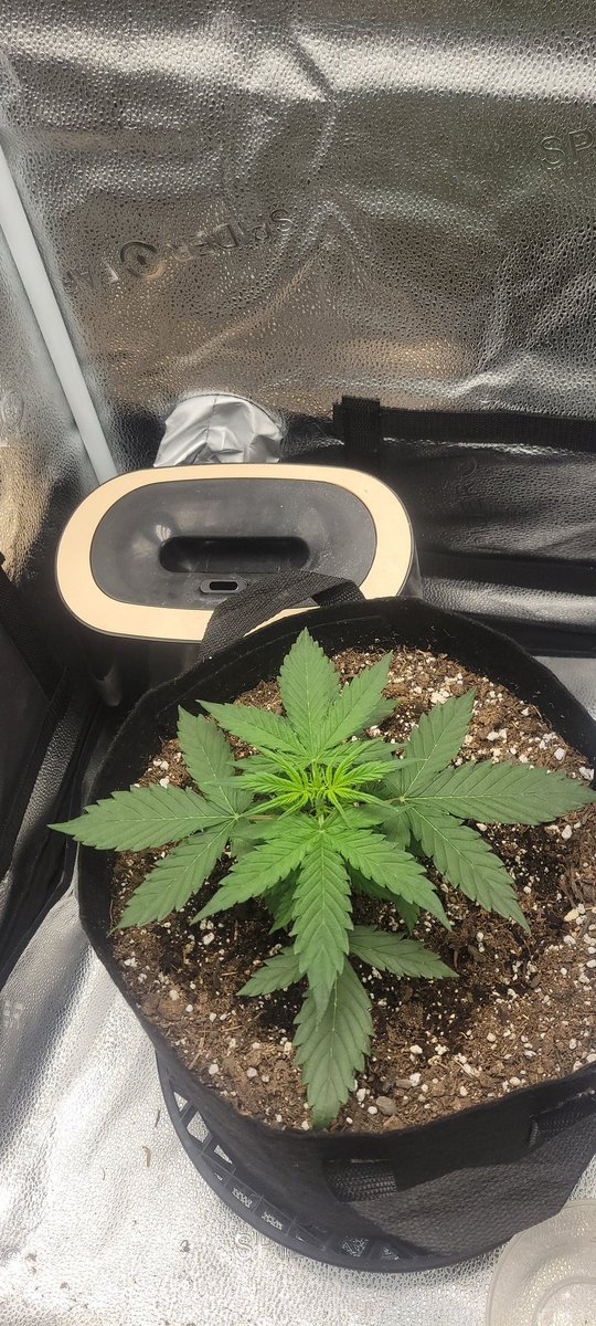 PHXGROWN602's tweet photo. Day 22 from seed (gorilla glue x gelato) King gelato. the growth is crazy in just a week Sf1000 is kicking ass @spiderfarmerled
#Mmemberville #CannabisCommunity #marijuana #growyourown #autoflower #indoorgrows https://t.co/psI3RWzL6D