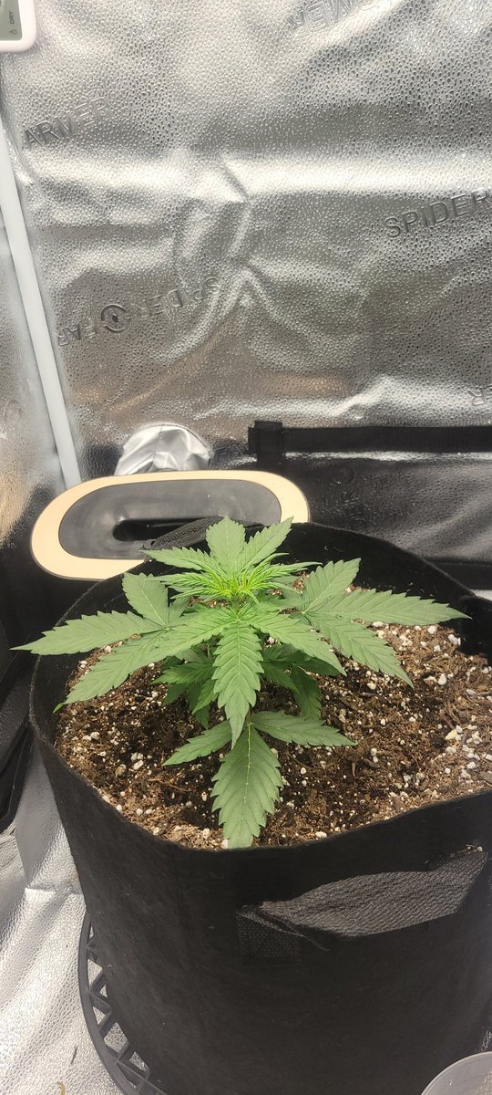 PHXGROWN602's tweet photo. Day 22 from seed (gorilla glue x gelato) King gelato. the growth is crazy in just a week Sf1000 is kicking ass @spiderfarmerled
#Mmemberville #CannabisCommunity #marijuana #growyourown #autoflower #indoorgrows https://t.co/psI3RWzL6D