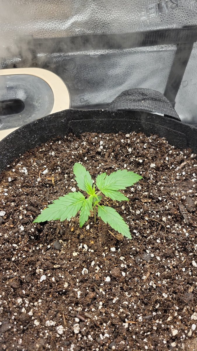 PHXGROWN602's tweet photo. Day 22 from seed (gorilla glue x gelato) King gelato. the growth is crazy in just a week Sf1000 is kicking ass @spiderfarmerled
#Mmemberville #CannabisCommunity #marijuana #growyourown #autoflower #indoorgrows https://t.co/psI3RWzL6D