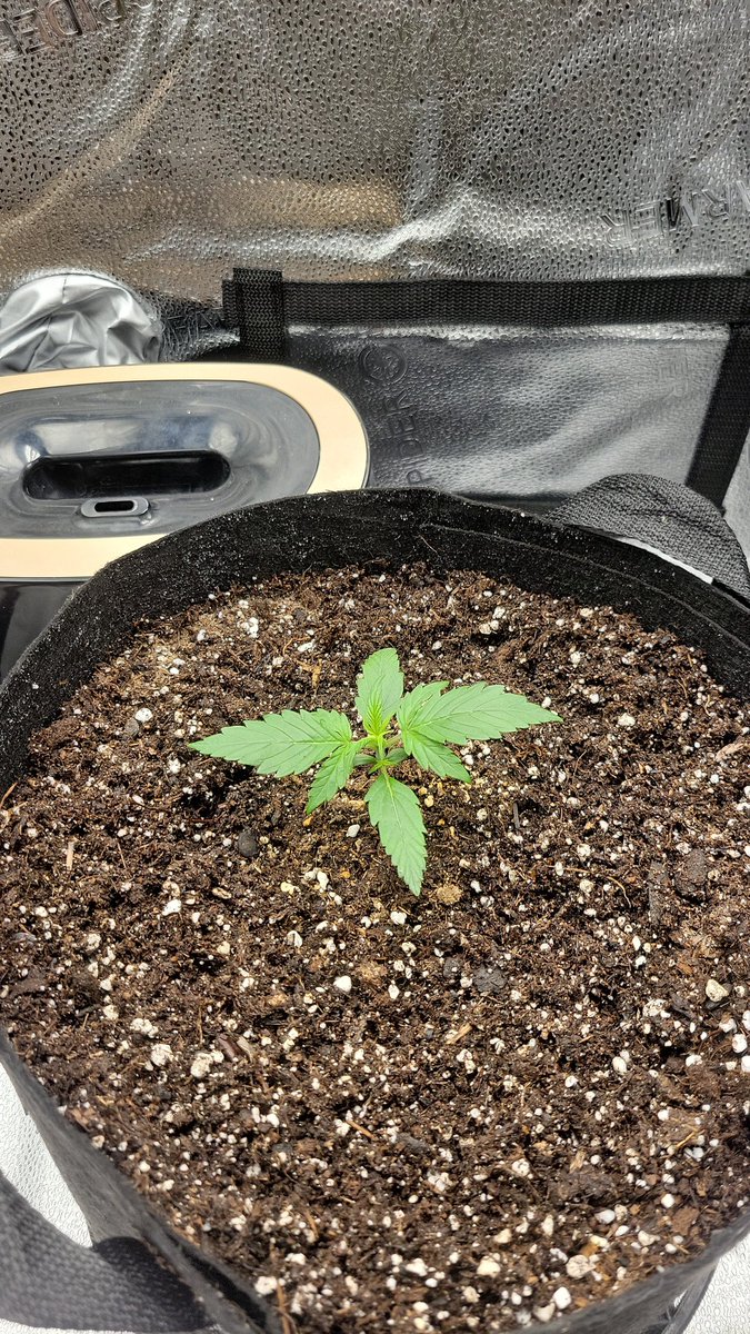 PHXGROWN602's tweet photo. Day 22 from seed (gorilla glue x gelato) King gelato. the growth is crazy in just a week Sf1000 is kicking ass @spiderfarmerled
#Mmemberville #CannabisCommunity #marijuana #growyourown #autoflower #indoorgrows https://t.co/psI3RWzL6D