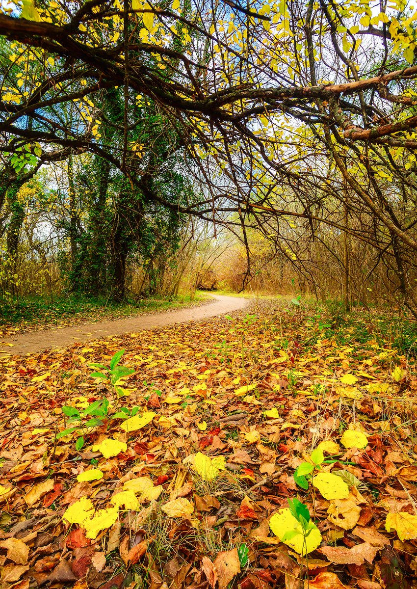 Autumn Path