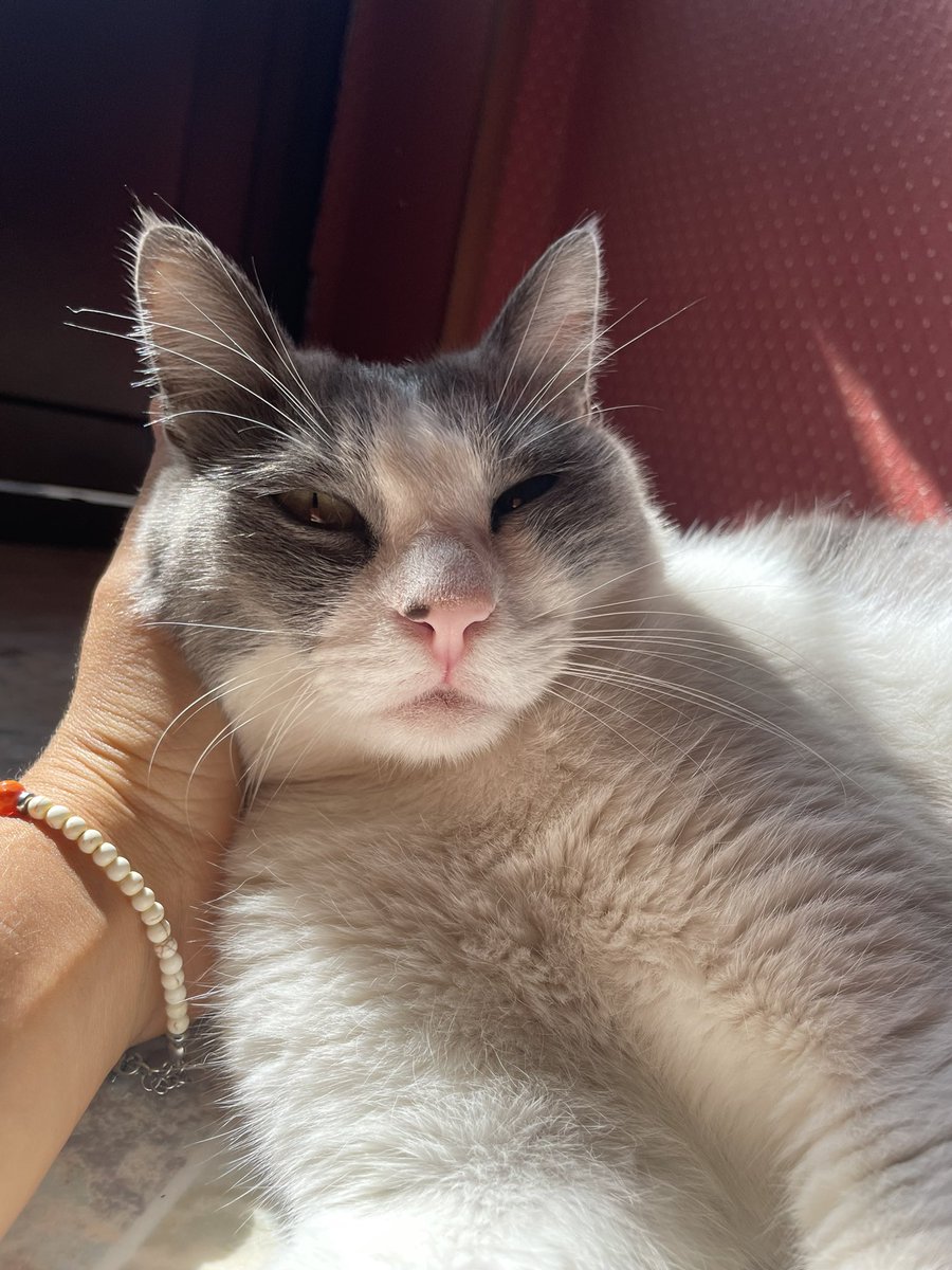 ilaoncloud9's tweet photo. micio https://t.co/BZb9xbWnAf