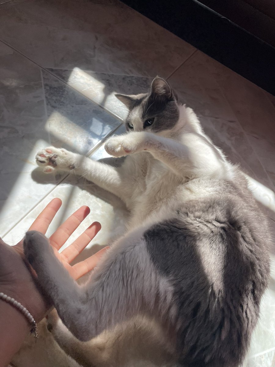 ilaoncloud9's tweet photo. micio https://t.co/BZb9xbWnAf