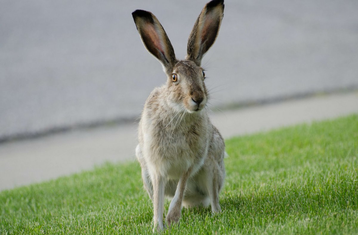 MammRes's tweet photo. A long-term study from Visscher & Wood reveals population trends of white-tailed jackrabbits in urban Canada: https://t.co/lifTaAqBli π°π¨π¦
@UAlberta @TheKingsU #urbanization #behavioraladaptation #speciesrange #populationdensity https://t.co/WoBWX7F3cb
