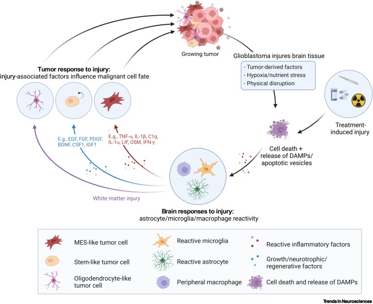 Lucy Brooks (@lucy_j_brooks) on Twitter photo Delighted to share our review on how injury acts to shape glioblastoma.
It was a pleasure working with <a href="/TrendsNeuro/">Trends in Neurosciences</a> and wonderful co-authors @Parrinello_Lab <a href="/hsragdale/">Holly Simpson Ragdale</a> <a href="/ciaranscotthill/">Ciaran Scott Hill</a> cell.com/trends/neurosc…
<a href="/uclcancer/">UCL Cancer Institute</a> <a href="/UCL_BrainCancer/">UCL Brain Cancer</a> <a href="/RadNetCRUKCoL/">CRUK RadNet City of London</a> Delighted to share our review on how injury acts to shape glioblastoma.
It was a pleasure working with <a href="/TrendsNeuro/">Trends in Neurosciences</a> and wonderful co-authors @Parrinello_Lab <a href="/hsragdale/">Holly Simpson Ragdale</a> <a href="/ciaranscotthill/">Ciaran Scott Hill</a> cell.com/trends/neurosc…
<a href="/uclcancer/">UCL Cancer Institute</a> <a href="/UCL_BrainCancer/">UCL Brain Cancer</a> <a href="/RadNetCRUKCoL/">CRUK RadNet City of London</a>