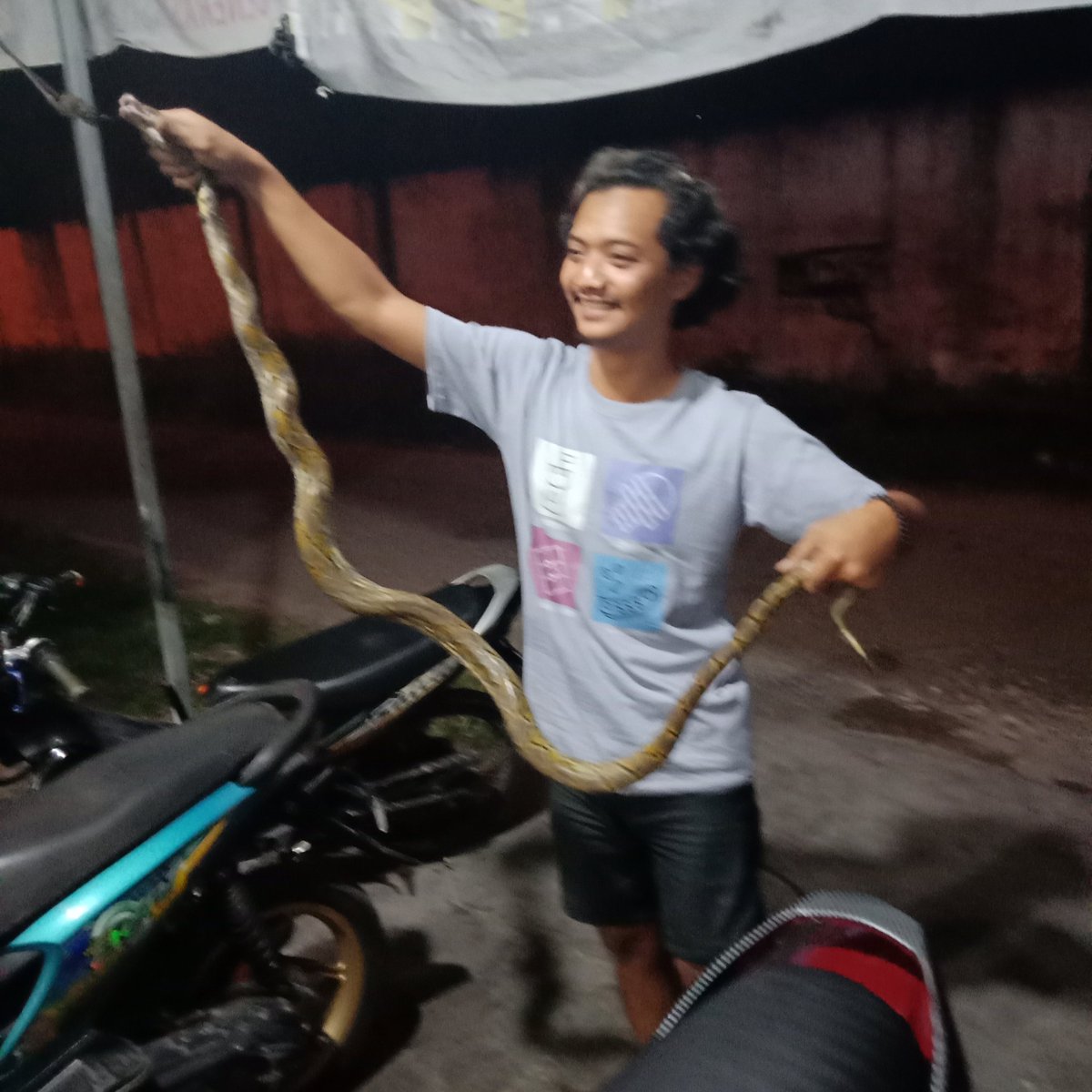 FillixPranata's tweet photo. Ini ular piton kecil https://t.co/SEj1AckWYW