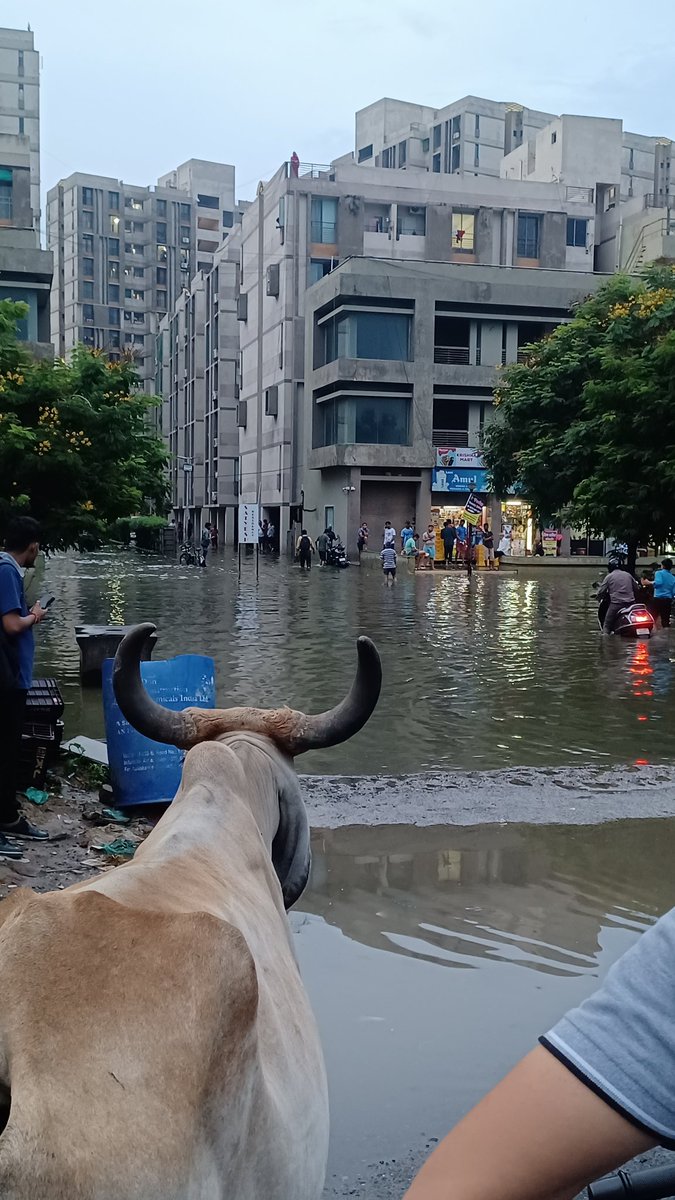 JaniParva's tweet photo. @CMOGuj @AmdavadAMC This is  the current scenario of Satyesh Residency society near shantipura circle,Sarkhej Sanand road, Ahmedabad.
Sewage water is everywhere in society due to improper drainage.
Kindly take necessary actions. https://t.co/xpnXFYe3At