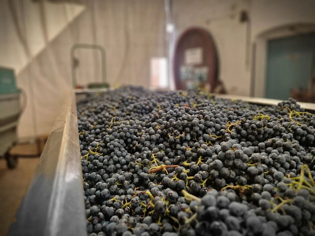weingut_richter's tweet photo. Lese Tag 5: #regent weiter geht's mit Handlese.
#weingutrichter #feitigrichter #biowein #organcwine #bioland #siebeldingen #pfalz https://t.co/T3xAnF25Ut