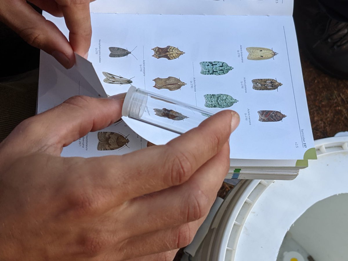 PeatlandConnections (@peatconnections) on Twitter photo Read our latest blog by Jack Barton describing a marvellous morning of moths and hidden sounds peatlandconnections.com/post/moths-mic…
<a href="/CarbonCentre/">Crichton Carbon Centre</a> <a href="/gallowayglens/">Galloway Glens</a> <a href="/ScotWildlife/">Scottish Wildlife Trust</a> <a href="/savebutterflies/">Butterfly Conservation 🦋</a> Read our latest blog by Jack Barton describing a marvellous morning of moths and hidden sounds peatlandconnections.com/post/moths-mic…
<a href="/CarbonCentre/">Crichton Carbon Centre</a> <a href="/gallowayglens/">Galloway Glens</a> <a href="/ScotWildlife/">Scottish Wildlife Trust</a> <a href="/savebutterflies/">Butterfly Conservation 🦋</a>