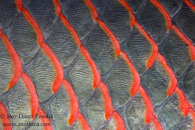 Paiche (Arapaima gigas) have spectacularly colored scales - photographed in Amazonian Peru