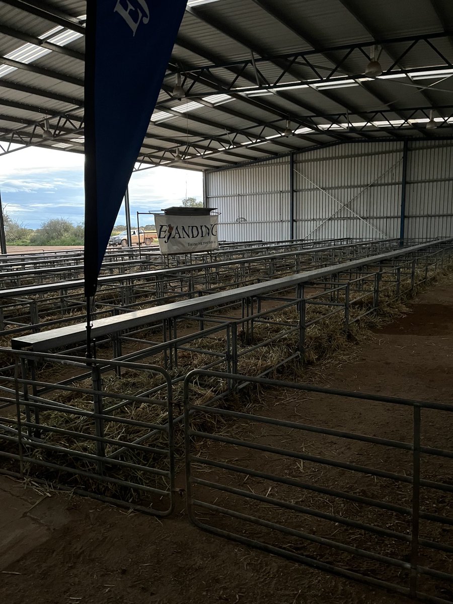 Pens are set up. Rain forecast. Rams undercover. Come and have a look at our sale on the 13th