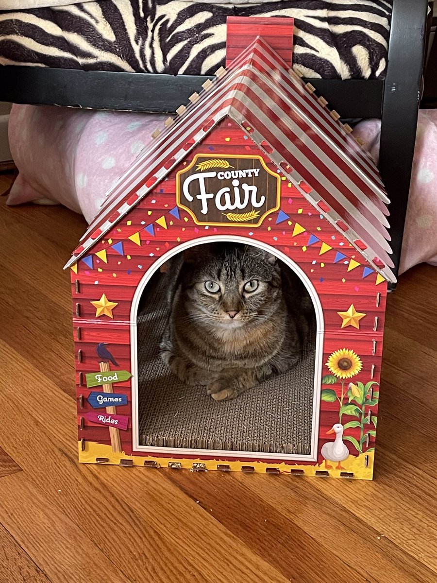 DivinaStavola's tweet photo. Is #Pickle 🐈🐾 ‘driving’ to see her furry friends at the ‘county fair’ #Laila #SimbaCile #RescueCatsRock #AdoptDontShop #CatsOfTwitter @rickygervais @PickliciousF https://t.co/h7LmLFT8ZS