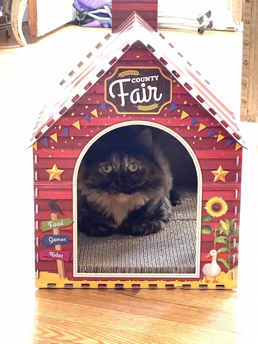 DivinaStavola's tweet photo. Is #Pickle 🐈🐾 ‘driving’ to see her furry friends at the ‘county fair’ #Laila #SimbaCile #RescueCatsRock #AdoptDontShop #CatsOfTwitter @rickygervais @PickliciousF https://t.co/h7LmLFT8ZS