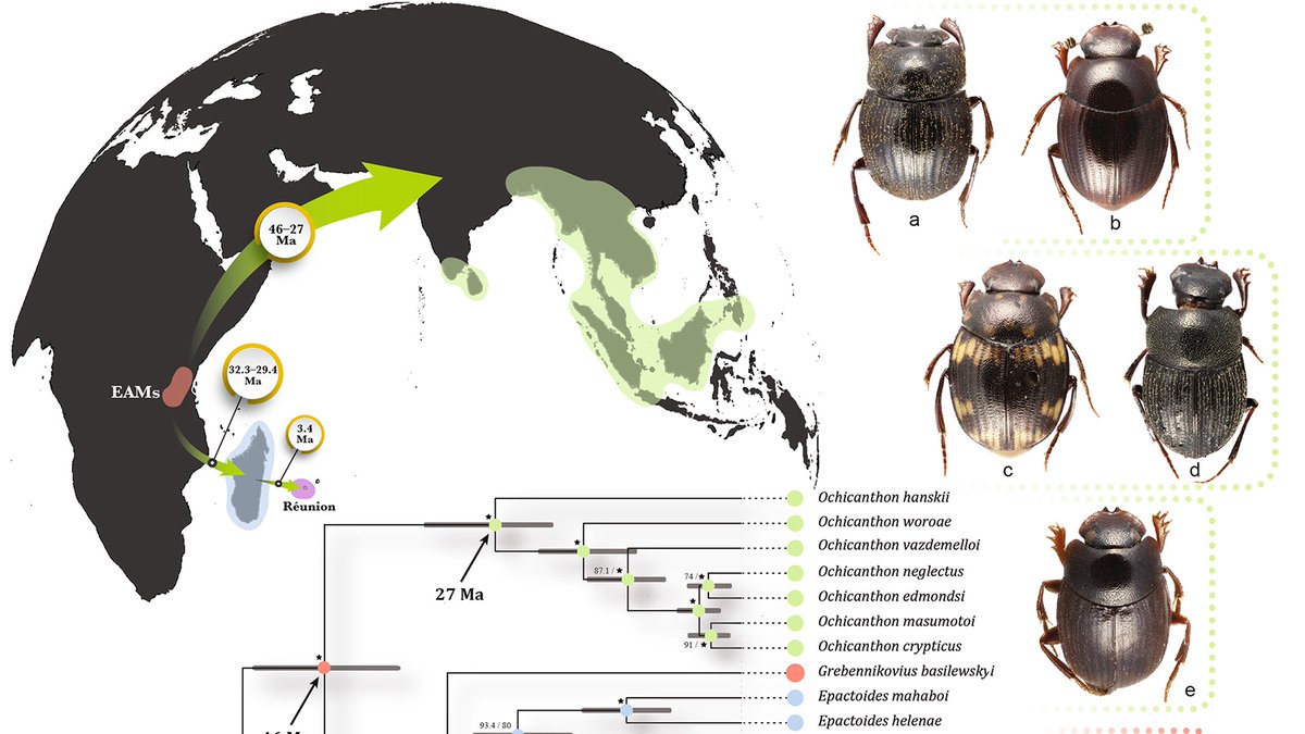 Refining #Systematics and #Evolution of #DungBeetles. Led by @michross83, with @thomas_merrien @MiraldoAndreia @HeidiViljanen. @luomus_zoology @LifeSciHelsinki 

The Paleotropical dung beetle tribe Epactoidini trib. nov. (Coleoptera: Scarabaeinae) resjournals.onlinelibrary.wiley.com/doi/10.1111/sy…