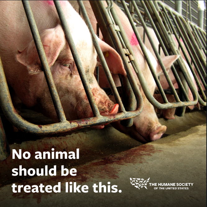 Some #pork producers are pushing #SCOTUS to roll back CA's most important farm animal protection law that says pork sold in California must come from mother pigs with enough space to turn around. 

RT if you agree confining mother pigs in tiny cages is cruel!