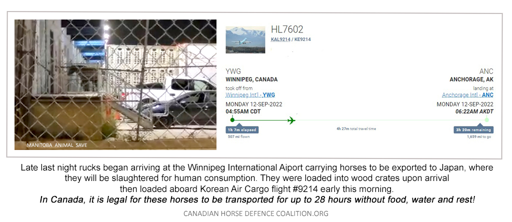 defendhorsescan's tweet photo. Sept 12
Late last evening, trucks began arriving at the Winnipeg airport carrying horses for export to Japan, where they will be slaughtered for human consumption. https://t.co/AyScpgbXkF
