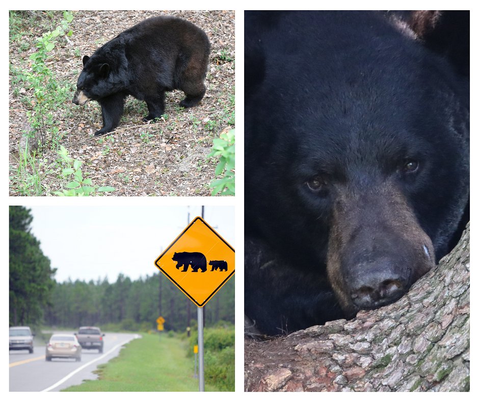 MyFWC's tweet photo. Binge-eating #bears! Black bears eat +20,000 calories a day in the fall. Don’t enable bears looking for an easy meal &amp; follow #BearWise tips to prevent conflicts: https://t.co/zqqIKxkGnu #Florida https://t.co/IJISSHxHUU