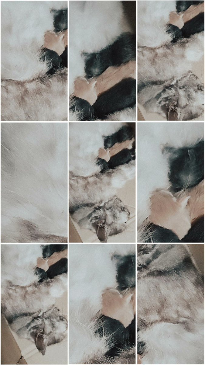 friedlanderss's tweet photo. May apo na ako🥺😻 https://t.co/2WSwr8c3ow