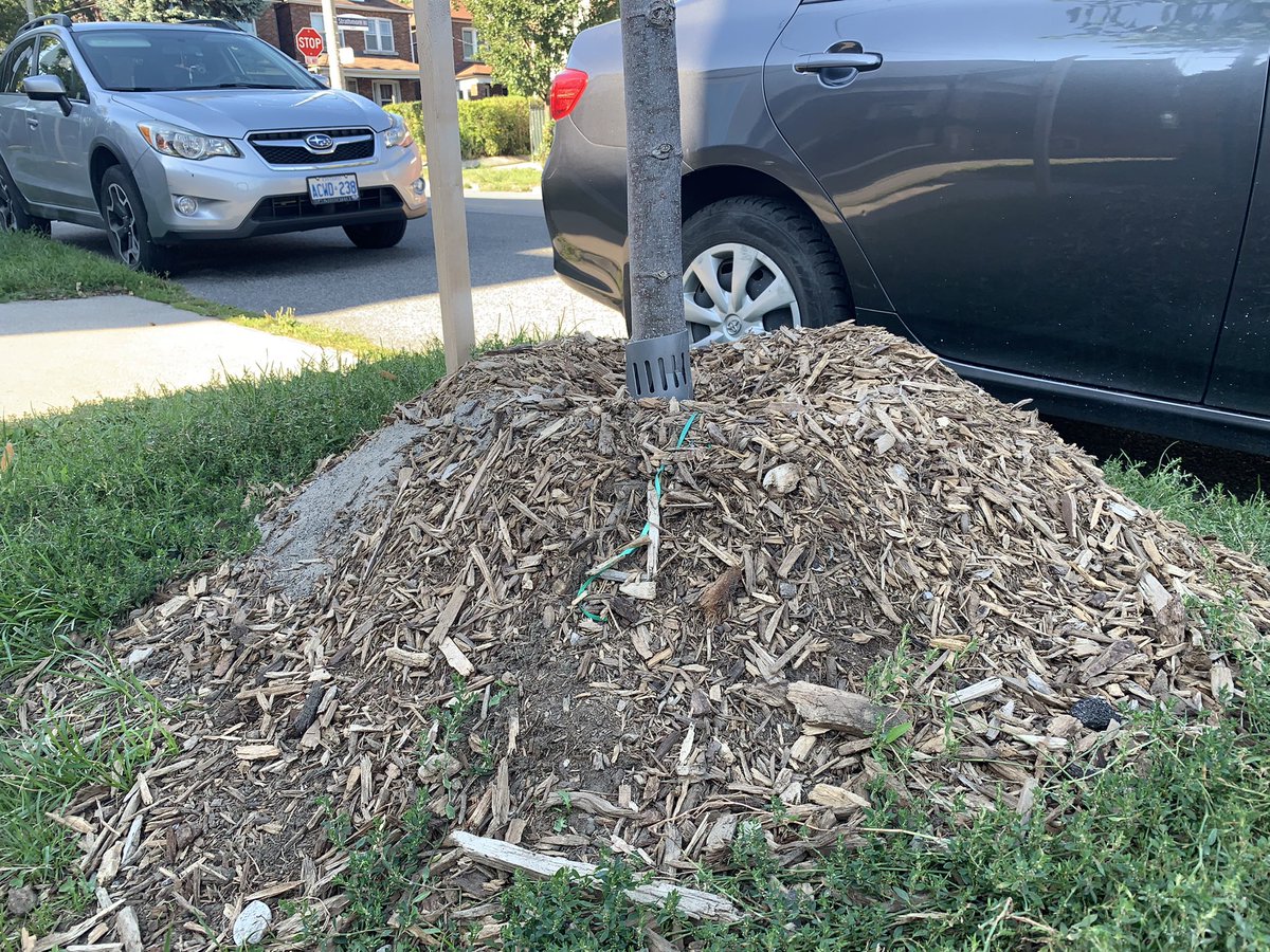 Dear <a href="/311/">311</a>, <a href="/TOtrees/">TREES TO PLEASE</a> +  <a href="/TorontoPFR/">City of Toronto PFR</a>: If I send you addresses of trees that have been  incorrectly mulched (this fall) will you send the contractor back to correct them? We paid  4 competent work + we didn’t receive it.Thanks so much. <a href="/TorontoAuditor/">Auditor General TO</a> <a href="/GraphicMatt/">Matt Elliott</a> <a href="/PaulaFletcherTO/">Paula Fletcher</a>