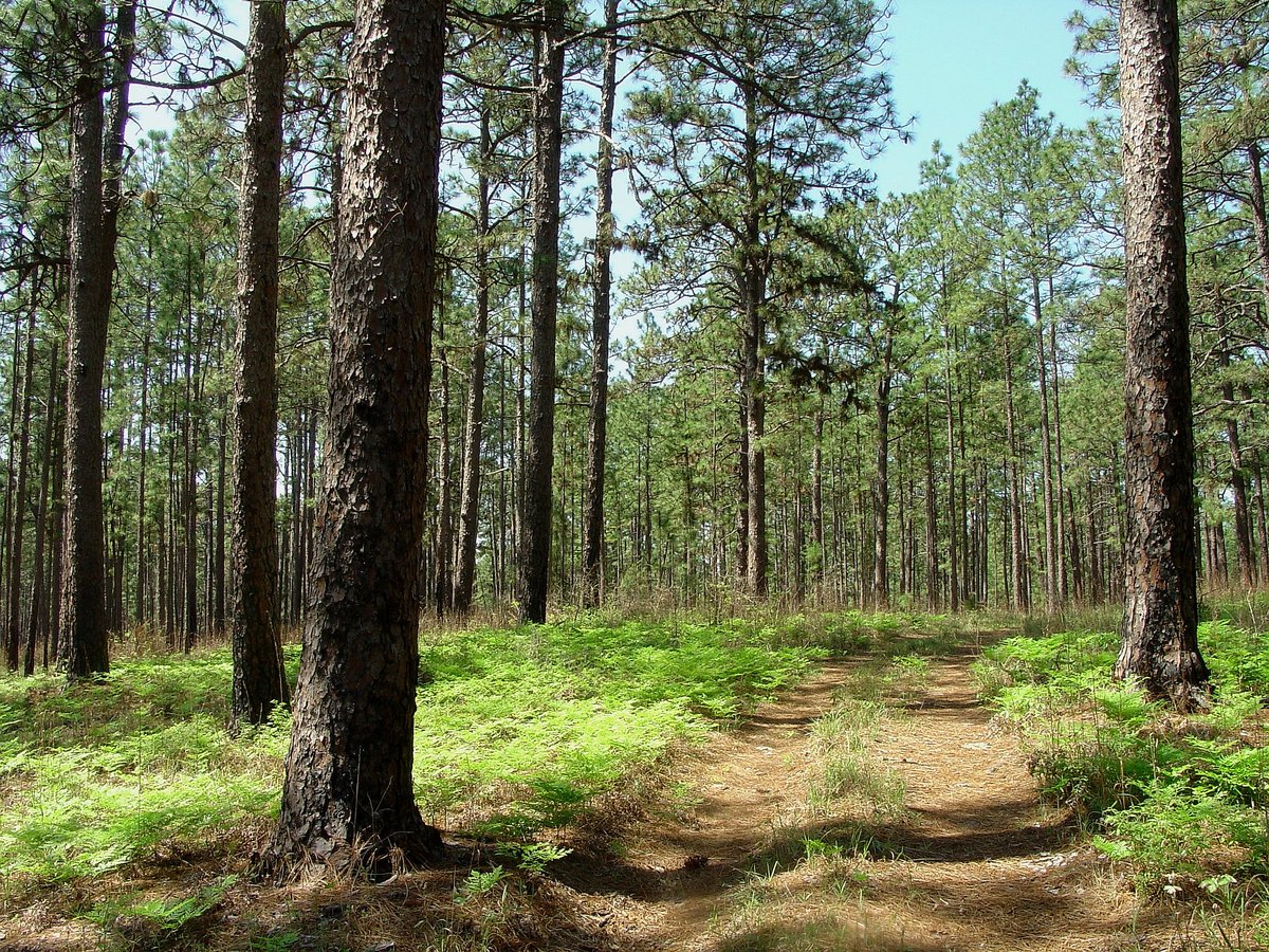 TXForestService's tweet photo. It’s International #ForestBathingDay! Forest bathing is a guided outdoor healing practice inspired by the Japanese custom of shinrin-yoku. Trained guides set a slow pace and encourage people to utilize all senses in experiencing nature and its unique ability to rejuvenate. https://t.co/4tCeNsx2zY