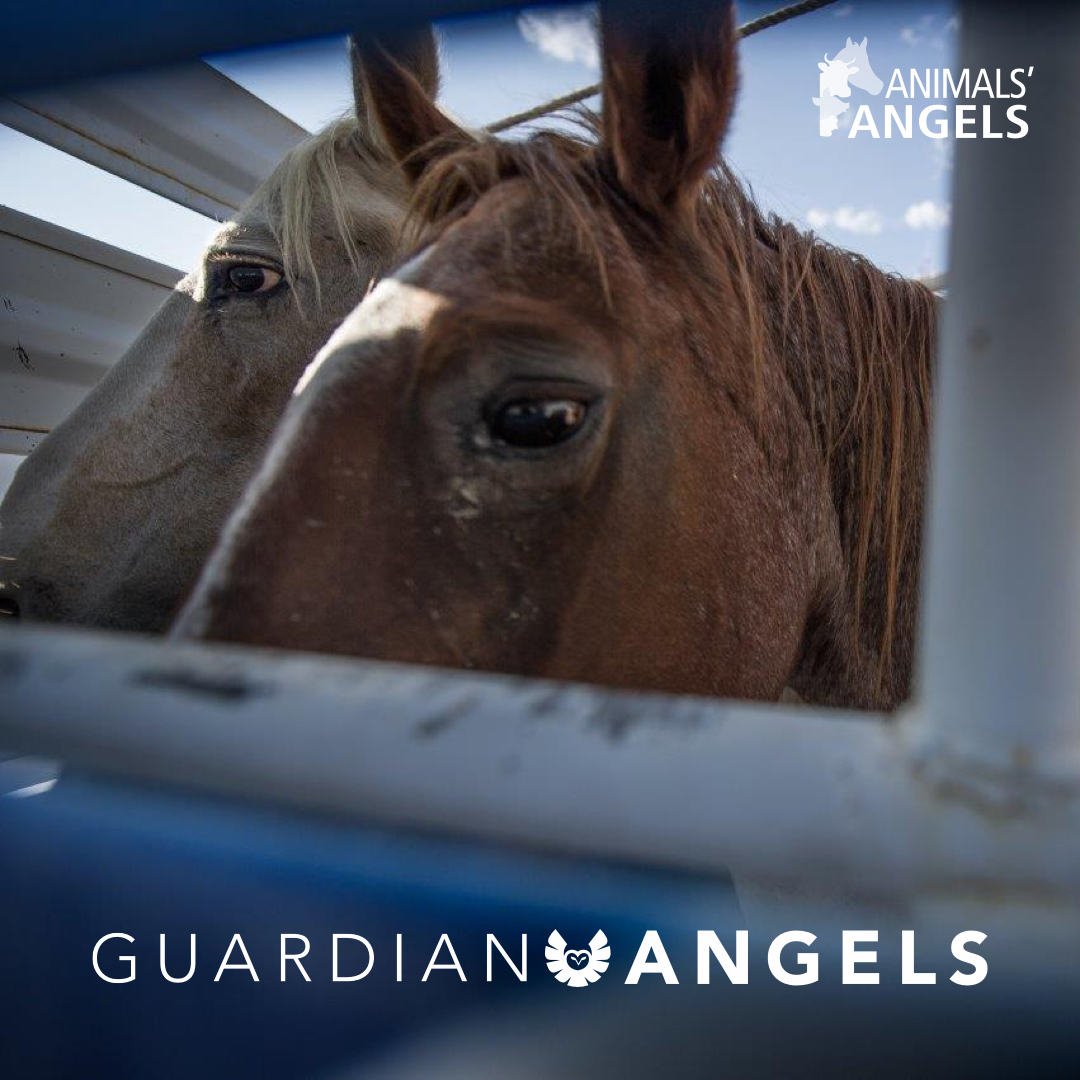 AnimalsAngelsUS's tweet photo. We’re looking for 100 Guardian Angels to make a monthly commitment to protecting American horses from slaughter – are you in? Help us keep exposing animal abuse: https://t.co/QNiCODvFPd
#MonthlyGiving #Sustainer #AnimalsAngels https://t.co/PkUvnWtbRp