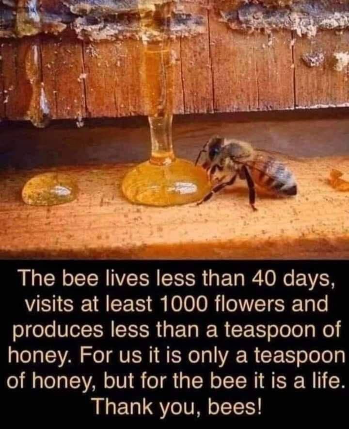 Please retweet, like and sign this petition if you also think we must save the bees and all the pollinators who fertilize the Earth. 
@BeeAsMarine @AlmuthSiegl @tmoir0 @Khulood_Almani  @ClimateHumano @PTrebaul  @MonaPatelT @vanessa_vash 

👉 change.org/SaveTheBee #savethebees