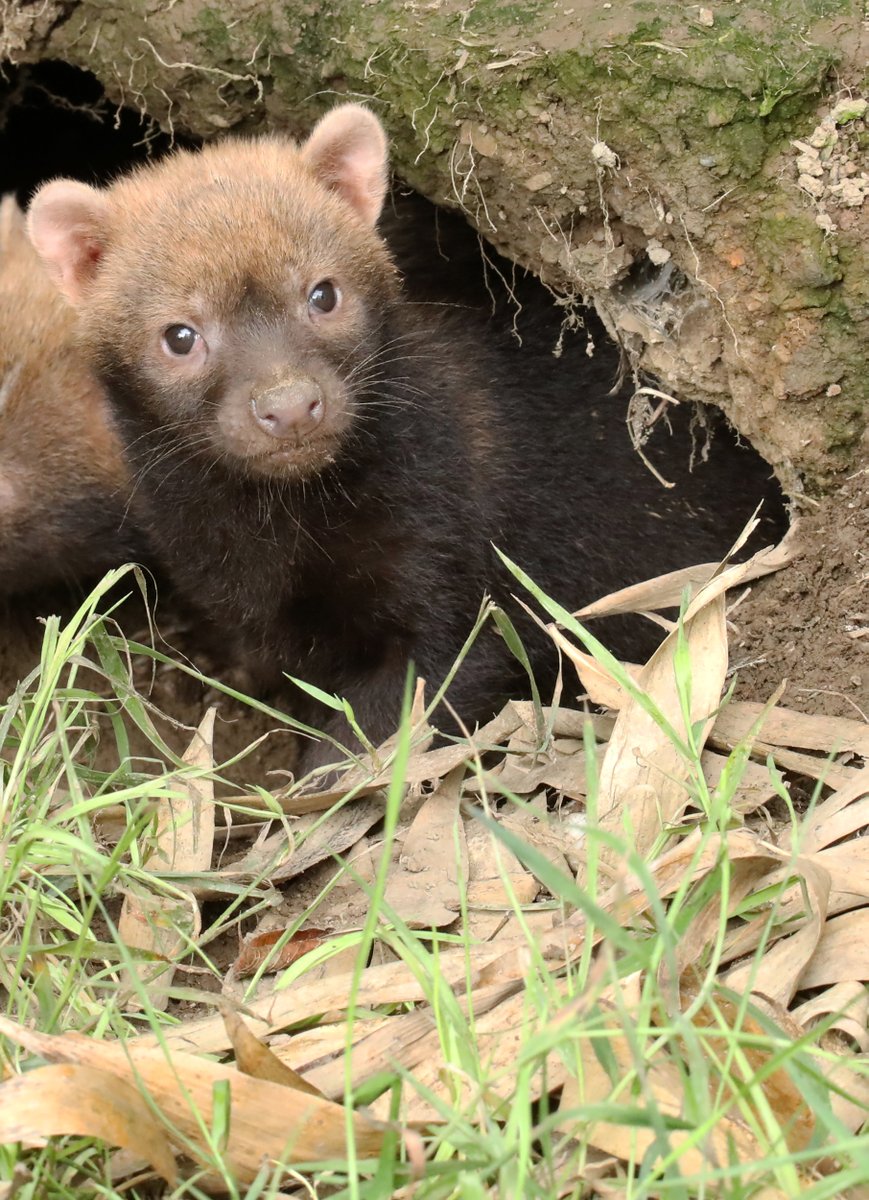 MiriamHaas11's tweet photo. Bush Dog pups @exmoorzoo #bushdog #pups https://t.co/w2HxvGYw9S