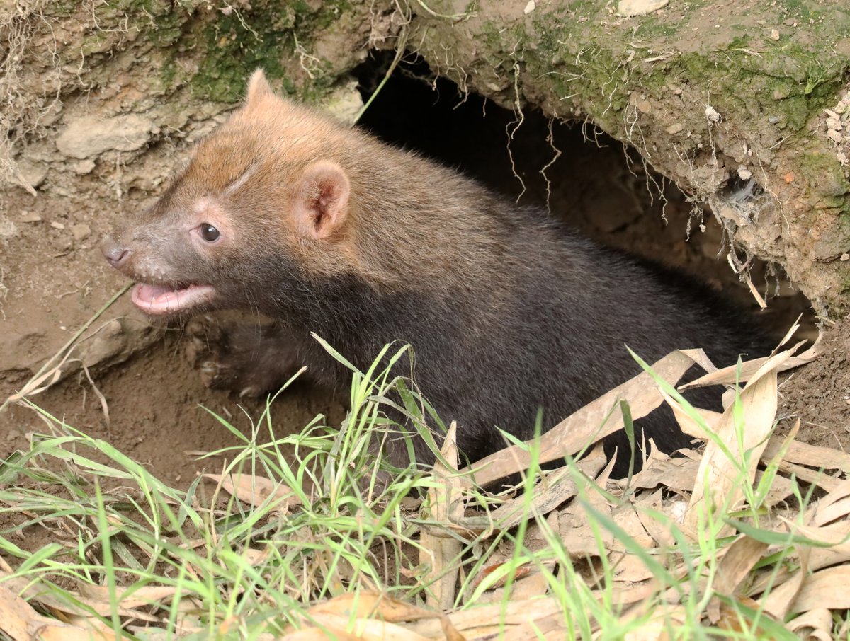 MiriamHaas11's tweet photo. Bush Dog pups @exmoorzoo #bushdog #pups https://t.co/w2HxvGYw9S