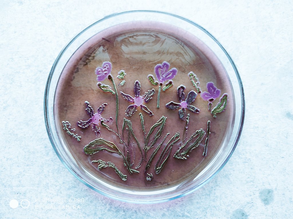 ShielaChetri's tweet photo. Cheers to my most favorite and beautiful microbe Escherichia Coli #MicroArt2022 @FEMSmicro #internationalmicroorganismday https://t.co/5ZTSRBw6Ts