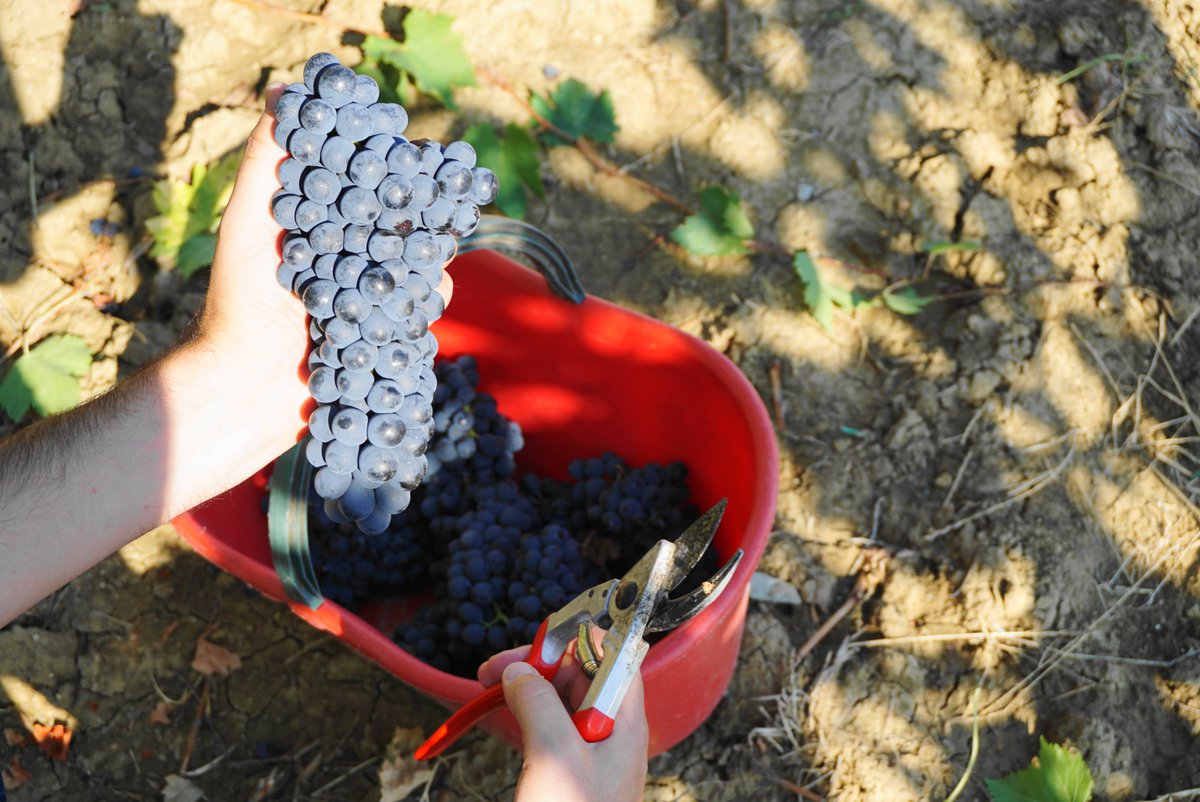 LornanoChianti's tweet photo. #MondayMotivation
This is a very important period for us: it is the fruit of a year of work
#chianticlassico #sangiovese #harvest #harvest2022 #vendemmia2022 #chiantishire #lornanochianticlassico #lornano #redwine #siena #toscana https://t.co/etxmyvLP49