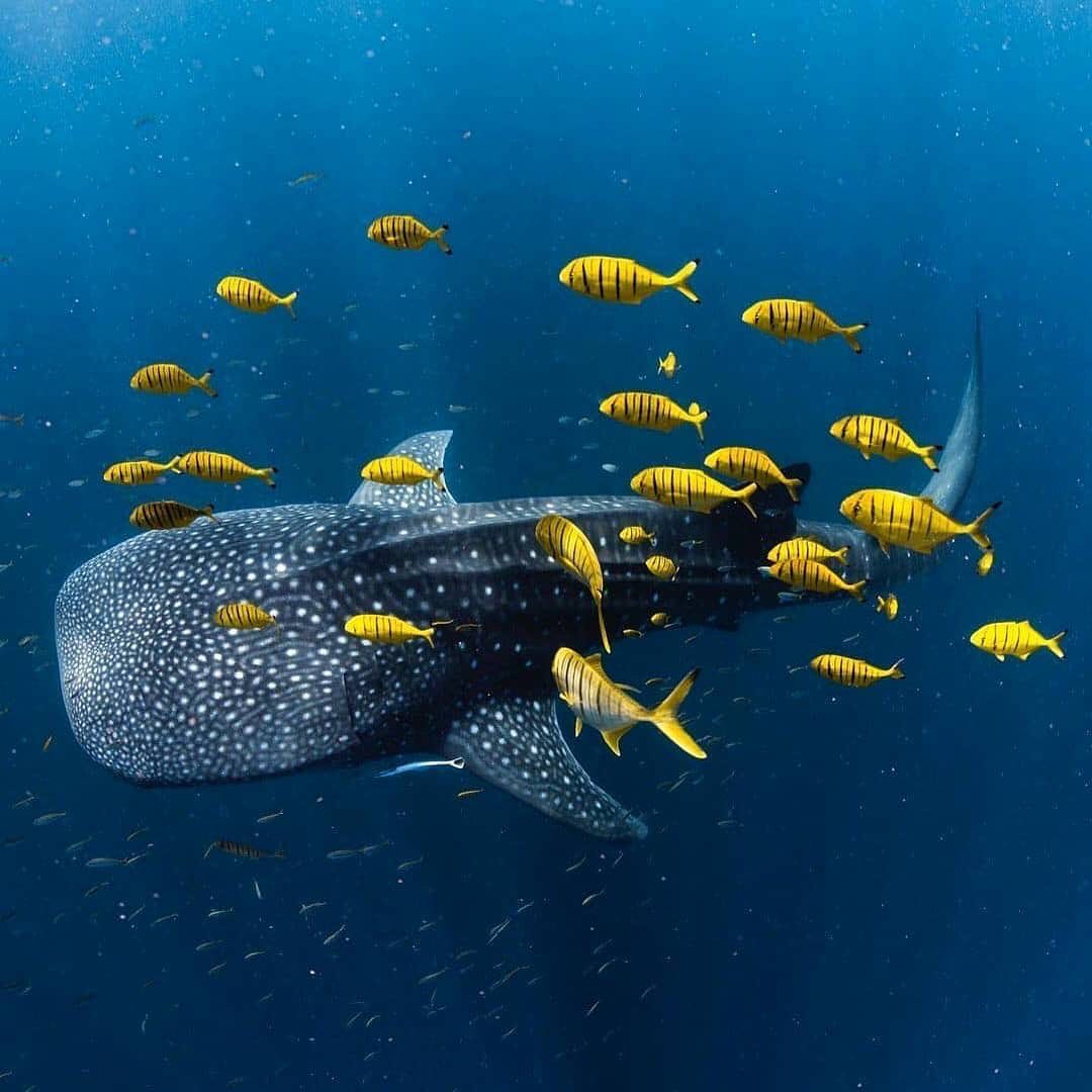 Whaleshark cruising the deep with some golden trevally friends at Ningaloo Reef🦈🌊🐠 💬