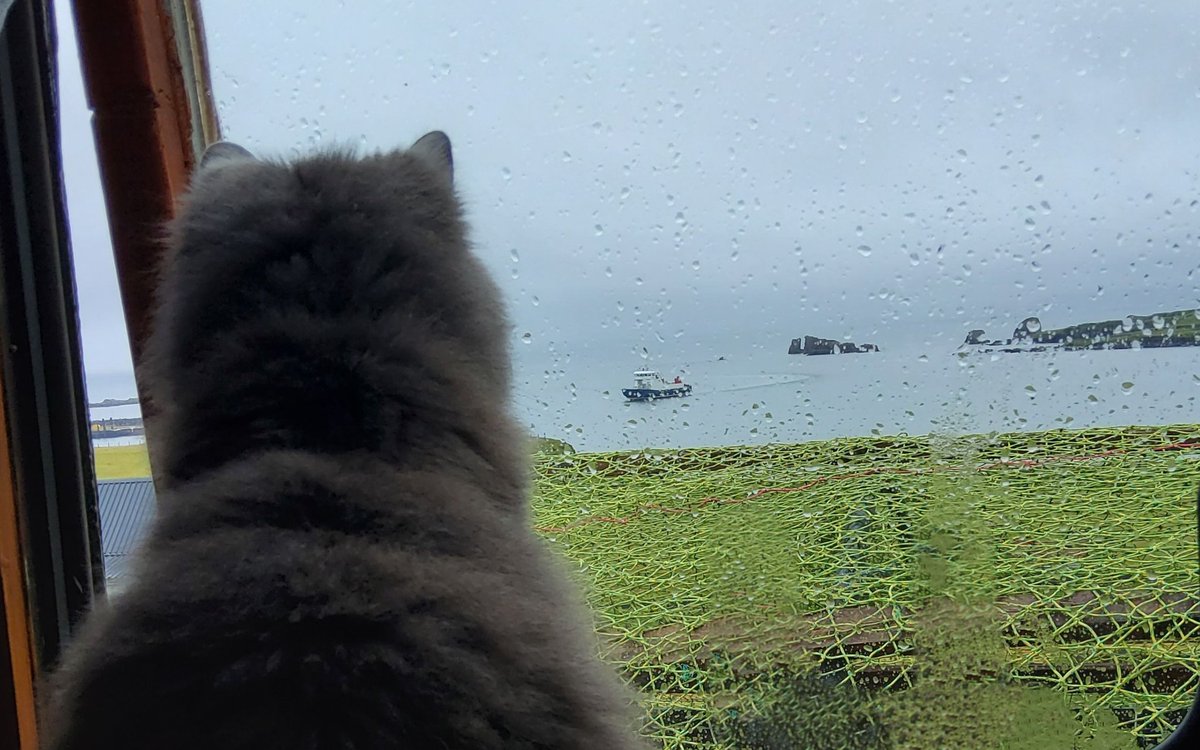 Zetlandlife's tweet photo. Stilton watches the PapaStour ferry arriving in the rain this morning.  #Shetland @CatsOnTweeter #CatsOfTwitter https://t.co/h5yBWcZyr3